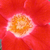 Crvena  - bijela  - Floribunda ruže - Eye Paint